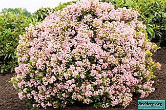 Kakšna rastlina je rododendron bloombux micranthum (blumbux mikrantum) in kako skrbeti zanjo?