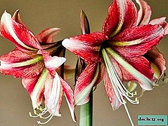 Amaryllis diseases: why do its leaves turn yellow, pests and fungal diseases appear? Treatment methods