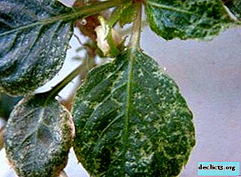 โรคและศัตรูพืชของยาหม่อง วิธีการรักษาพืชหรือไม่?