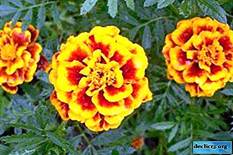 Diseases and pests of tagetes - Home plants