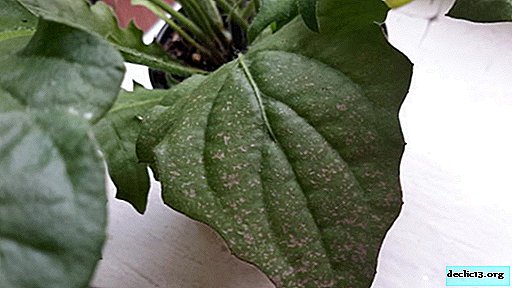 屋内ガーベラ病 うどんこ病や害虫などの菌類 葉に斑点が現れる理由 およびこれらの問題とその治療の写真 ホーム植物