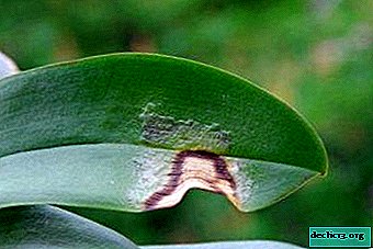 Enfermedades y plagas de la orquídea Phalaenopsis, tratamiento y cuidado de la planta en el hogar.