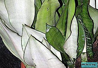 Krankheiten und Schädlinge von Sansevieria mit einem Foto der betroffenen Pflanze. Pflege-Funktionen
