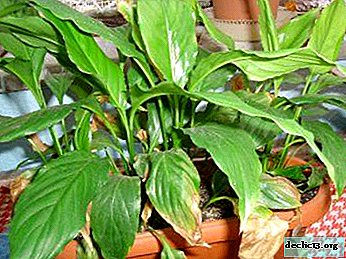 Bolezni listov spathiphylluma: kako jih zdraviti, fotografija s primeri bolezni, pa tudi metode preprečevanja