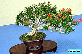 Pomegranate bonsai: how to grow a dwarf tree at home and provide him with the necessary care?