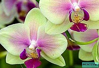 Nered barve ali neverjetna raznolikost cvetov phalaenopsis