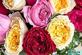 A riot of colors and aroma: English roses, all about them