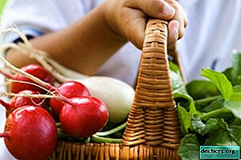 Las propiedades curativas del rábano blanco y rojo. Los beneficios y daños de las verduras para el cuerpo.