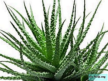 Aloe-helbredelse: medicinske egenskaber og kontraindikationer