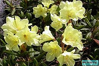 Healing and effective Golden Rhododendron. Plant photo