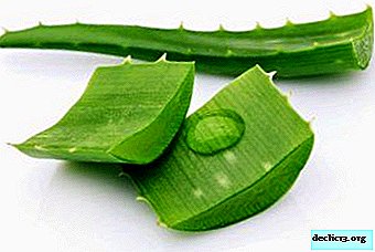 Healing and beneficial plant for future use: many options for storing aloe leaves