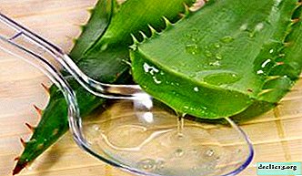 Healing plant - aloe: how to prepare, use and store the juice of this flower at home?