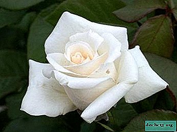 Thé hybride Rose Anastasia. Description et photo d'une fleur, règles de soin
