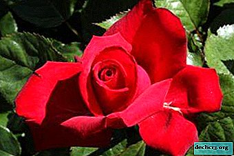 Hybrider Tee Rose Grand Amore. Beschreibung der Pflanze, Fotos und praktische Empfehlungen für die Blumenpflege
