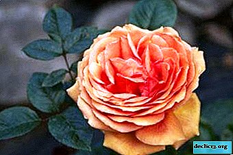 Ashram de rosas de té híbrido: descripción, foto, floración, propagación y cuidado