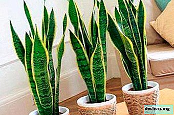 A frequent inhabitant of the houses is Sansevieria Laurenti. How to properly care for a flower?
