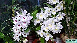 What is the dendrobium nobile orchid afraid of and why do its leaves turn yellow?