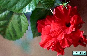Hvordan adskiller hibiscus sig fra hibiscus og hvordan man dyrker en kinesisk rose derhjemme?