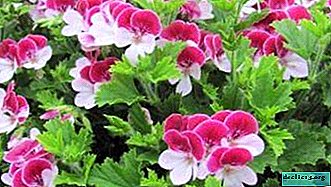 What is the difference between garden pelargonium from geranium, what is the peculiarity of its cultivation?