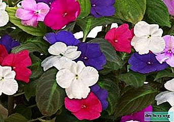 How to feed balsam for abundant flowering and how to water it properly? - Home plants