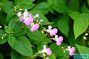 How useful is wild balsam and is it possible to grow it on a personal plot?