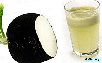 What is useful and harmful black radish juice? How to get and apply it, including with honey? - Vegetable growing