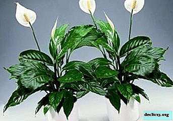 Spathiphyllum leaves turn black and dry: causes of the disease and what to do?