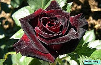 Črni žamet v naravi - črna baccarat vrtnica