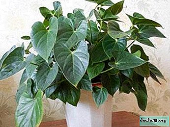 What to do to make the house plant “male happiness” bloom: recommendations on how to care for the flower anthurium