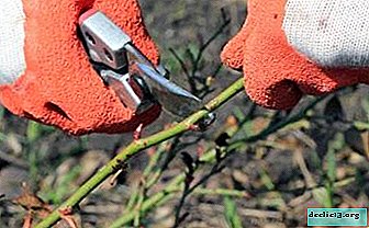 What to do to protect roses from the cold? How to prune flowers for the winter and avoid mistakes?