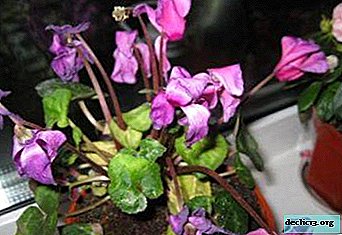 What to do if cyclamen fades and why does this happen?