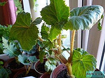 What if the flowering species of begonia does not bloom?