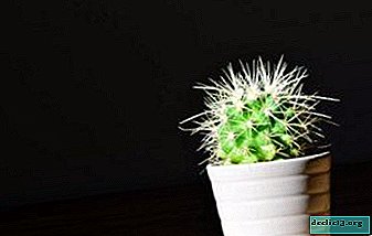 Que faire si le cactus est devenu mou et pourquoi cela se produit-il?