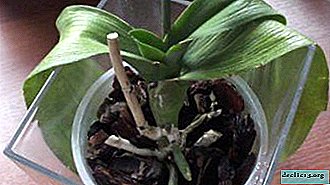 Wat te doen als de bladeren van de orchidee turgor en rimpel hebben verloren? Diagnose, behandeling, preventie