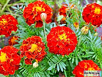 What should I do if a spider mite or other pest appears on the marigolds? Their types with photos and methods of dealing with them