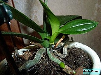 What to do if the orchid has sprouted on the stem, and how to care for the baby?