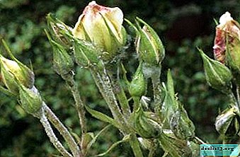 What if the plant urgently needs help, how to revive the roses at home?