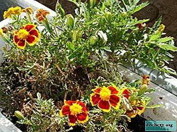 What to do if marigolds dry: why do the leaves fade and the buds turn black? How to save a plant from death?