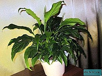What to do if the leaves of spathiphyllum darken and why does this happen?