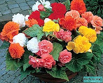What if the begonias turn yellow and dry, and why does this happen?