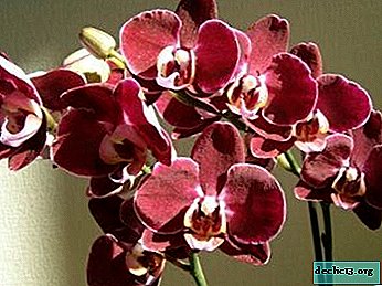 Čo robiť, ak má orchidea fusarium: fotografia ochorenia a odporúčania na ošetrenie