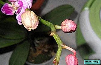 O que fazer se a orquídea cair flores - como a planta pode ser ajudada?