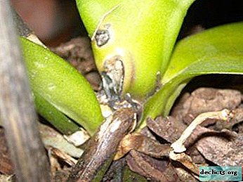 Que faire si l'orchidée a un noyau pourri? Causes de dommages au tronc, mesures de secours