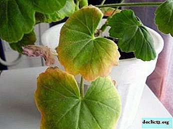 What to do if the leaves of geranium turn yellow, how to feed and water?