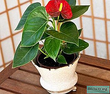 What if the anthurium does not grow, bloom or wilt after transplantation, why do its leaves turn yellow, and how to help it?