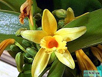 Was ist eine Vanille-Orchidee und wie pflege ich sie? Blumenfoto