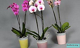 O que a orquídea mistura amor e medo? Foto da planta