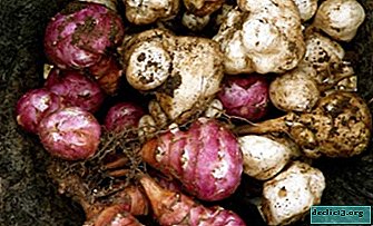 What to consider when choosing Jerusalem artichoke varieties? Description of the types of culture of different maturity - Vegetable growing