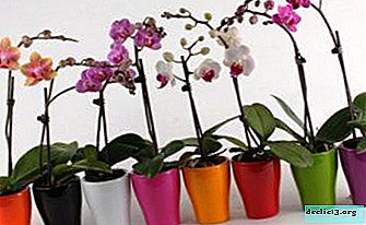 What you need to know in order to understand what to do if all the leaves have fallen off from the orchid?