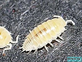 What is a white wood lice, why does it start in an apartment and how to get rid of an insect?
